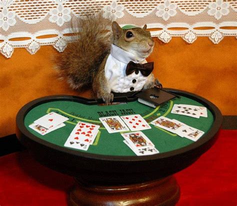  casino squirrel